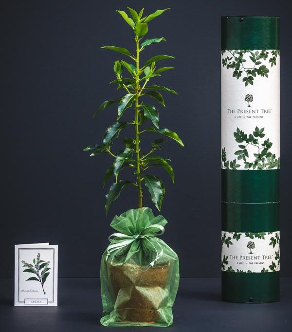 Amazing Wedding Gifts For The Bride and Groom Cherry tree 8
