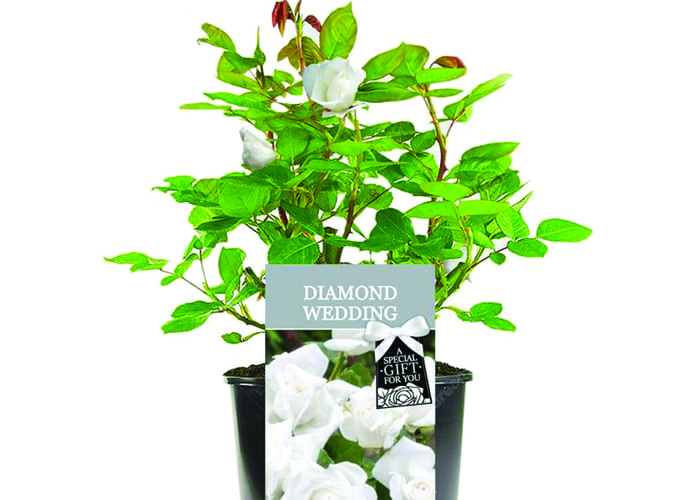 30th Wedding Anniversary Gift Ideas