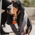 Willow & Wilde Photography dog wedding guest