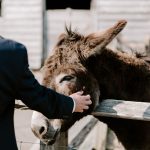 Grittenham Barn Lucy & Jonny 13.5.23 ROMY LAWRENCE PHOTOGRAPHY courtayrd donkey 2.jpg 12