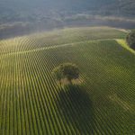 Leonardslee Wine Estate mannings heath drone (2).jpg 6