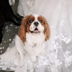 Wedding Dog Pic.jpg